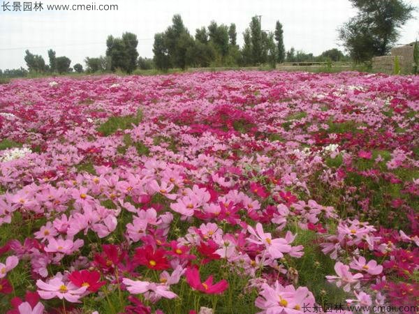 格?；ǚN子發(fā)芽出苗開花圖片