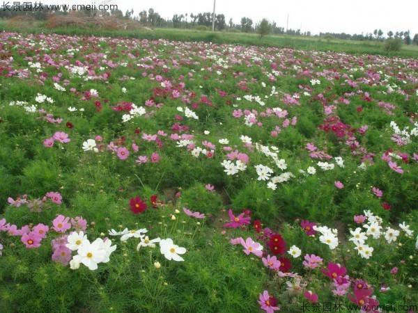 格桑花種子發(fā)芽出苗開花圖片