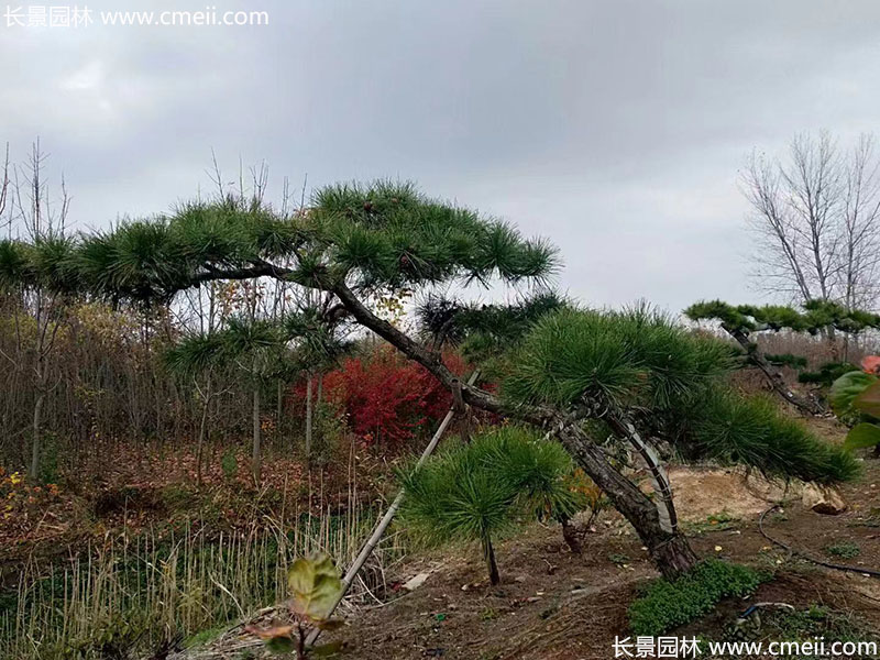 景觀樹(shù)造型黑松大型地景