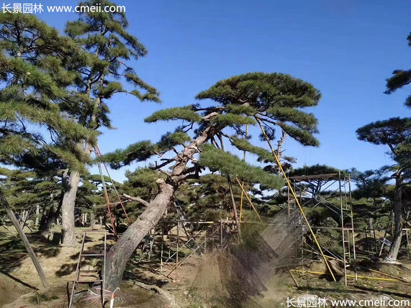 景觀樹(shù)造型黑松大型地景