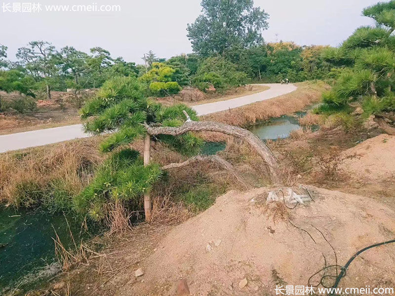 景觀樹(shù)造型黑松大型地景