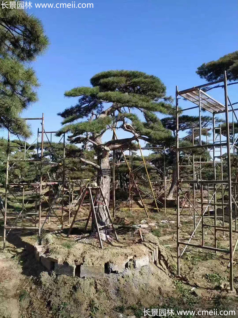 景觀樹(shù)造型黑松大型地景