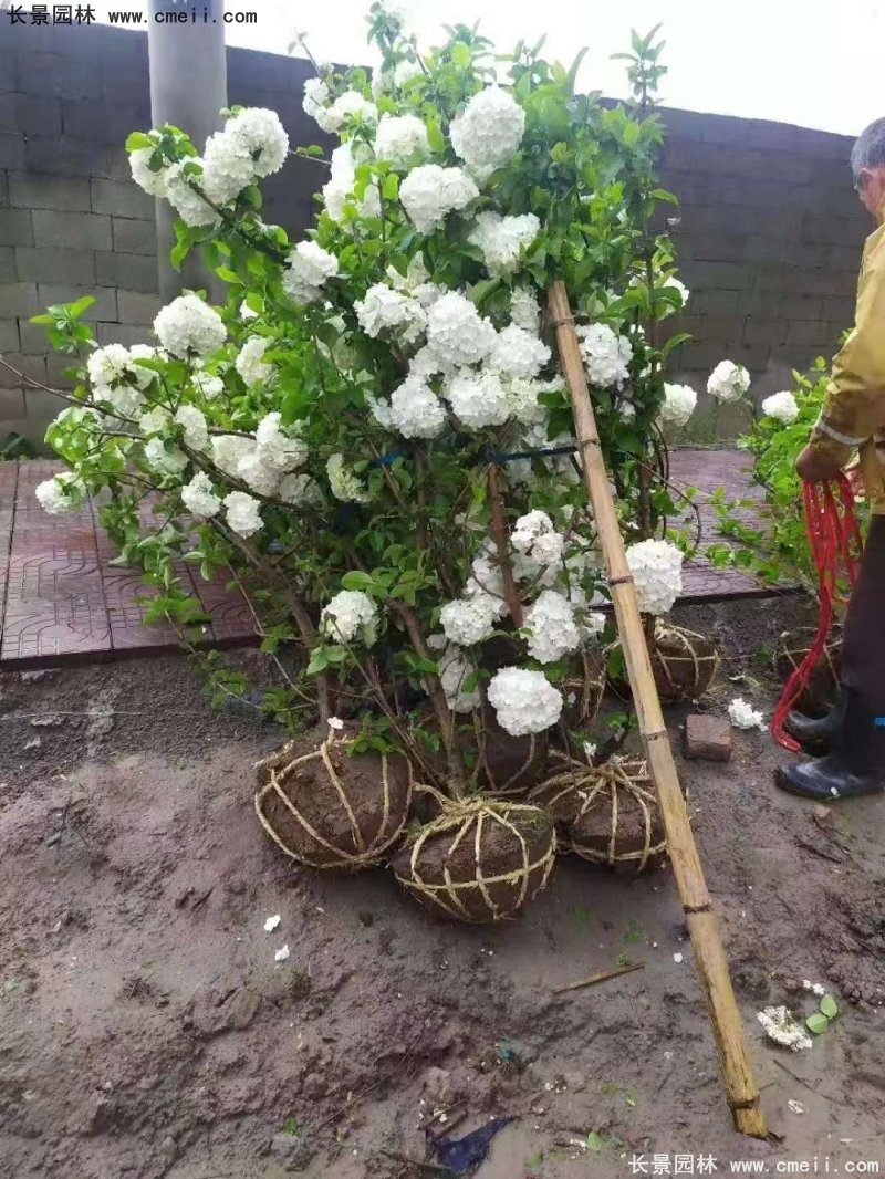 中華木繡球基地實(shí)拍圖片