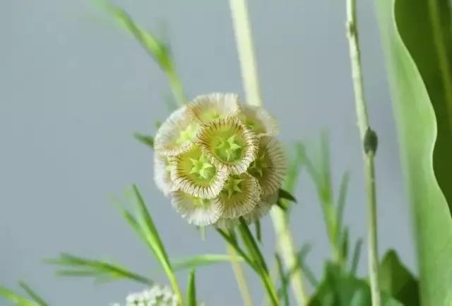 輪峰菊的形態(tài)特征、生長習(xí)性及種植方法