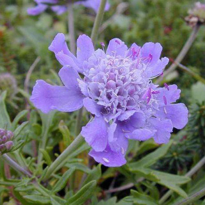 輪峰菊的形態(tài)特征、生長習(xí)性及種植方法