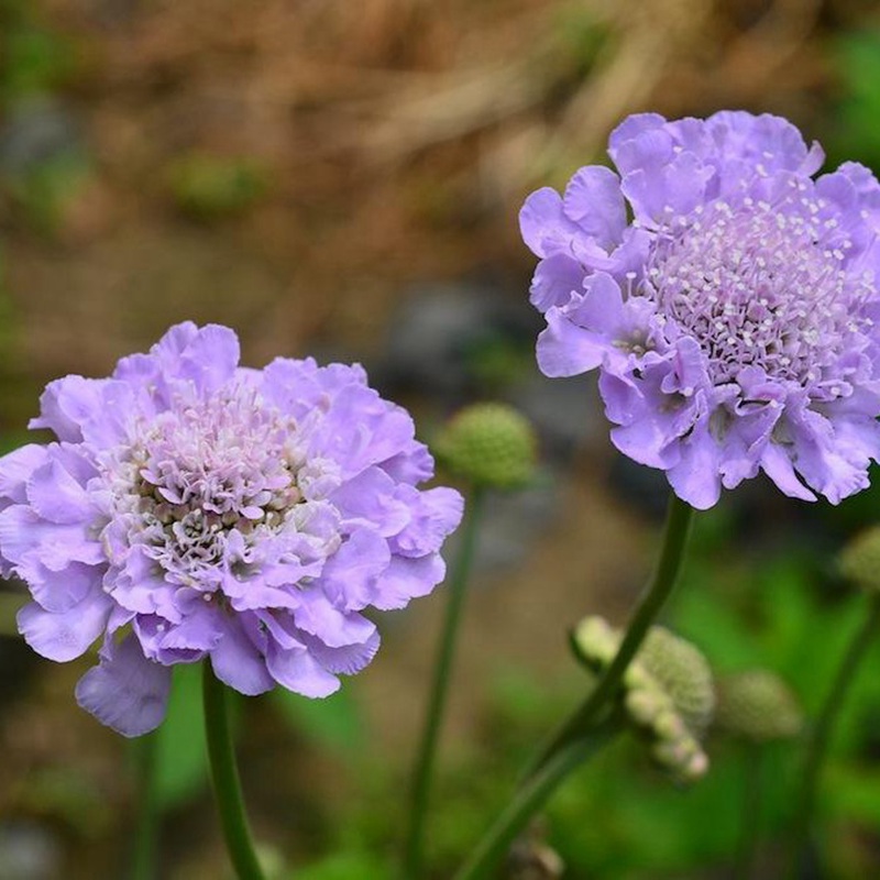 輪峰菊的形態(tài)特征、生長習(xí)性及種植方法