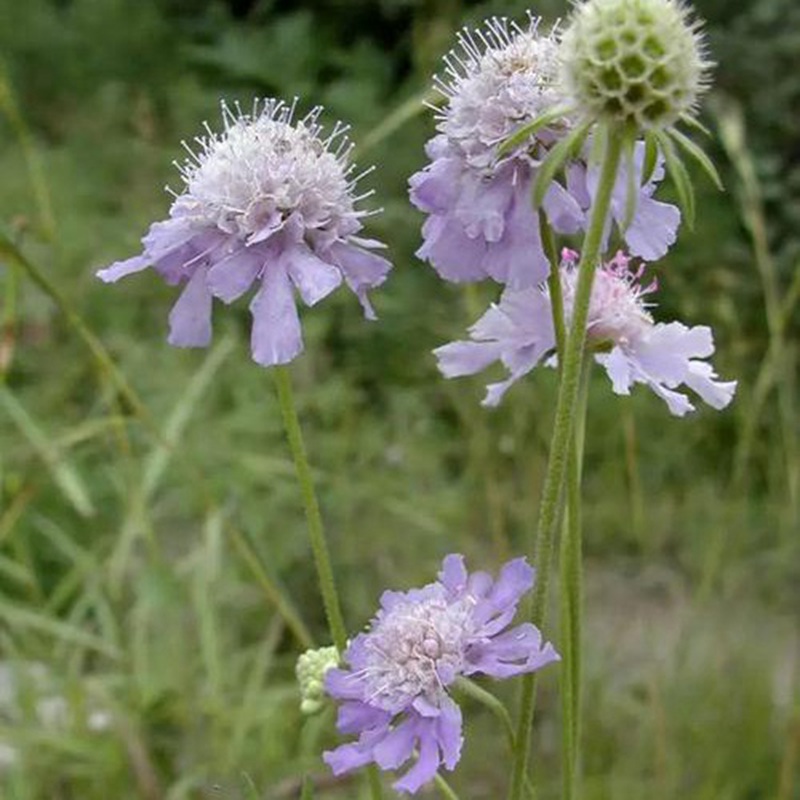 輪峰菊的形態(tài)特征、生長習(xí)性及種植方法